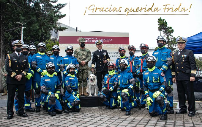 Murió Frida destacado canino rescatista de Semar
