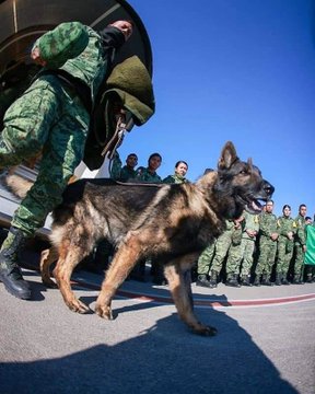 Despedimos con honores a un gran canino, elemento de la SEDENA: Cruz Roja. 