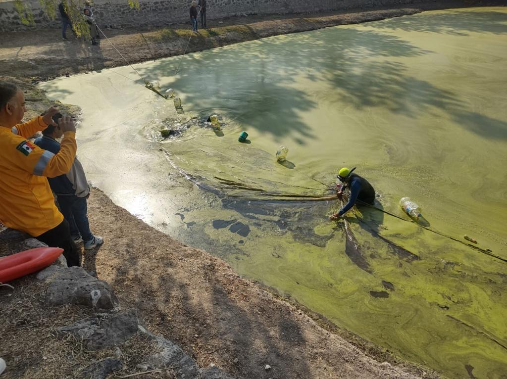 Del Municipio de Tecámac realizó la limpieza del jagüey de Xaxalpa para proteger y conservar al ajolote atigrado.