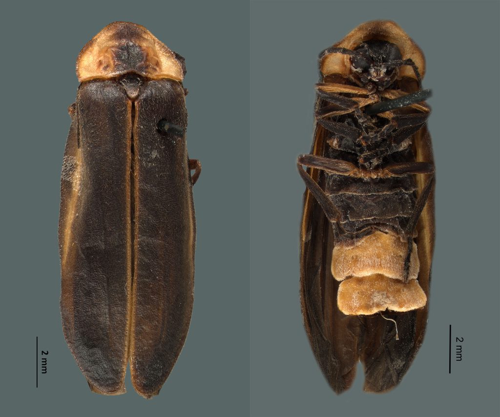 México es considerado el segundo país más rico en diversidad de estos insectos, con 234 especies incluidas en 25 géneros.