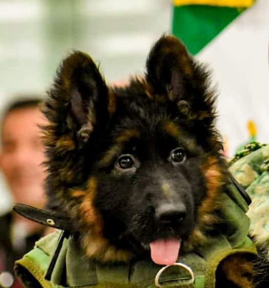 Hay tres nombres a elegir: Proteo 2 (Yo protejo), Arkadas (amigo) y Yardim (Ayuda). Foto SEDENA.