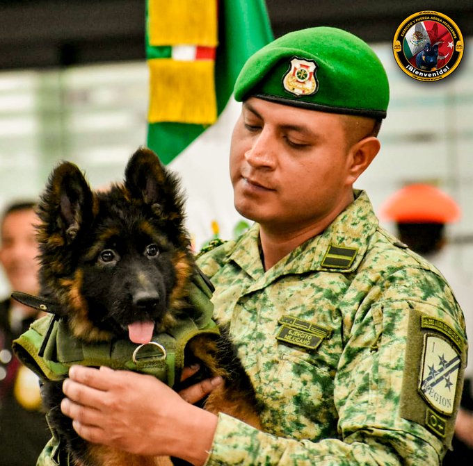 El cachorro estará a cargo del cabo de Policía Militar, Juan Carlos Villeda Márquez, quien fue el manejador de Proteo.