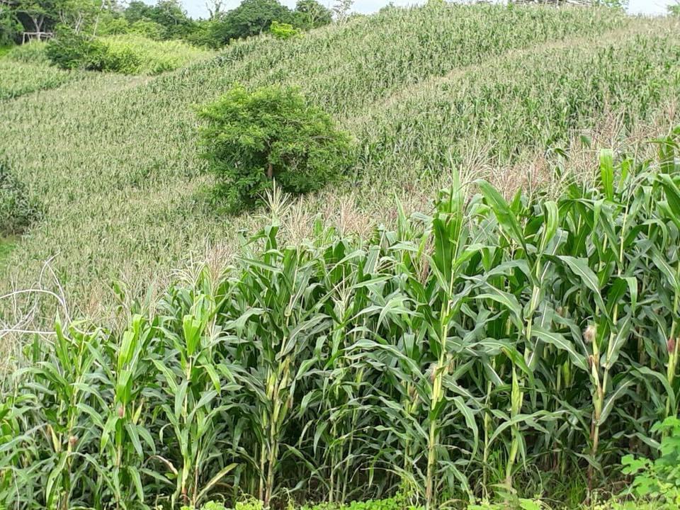 UNTA pone en duda efectividad del próximo titular de Sader, pues carece de experiencia en el campo mexicano.