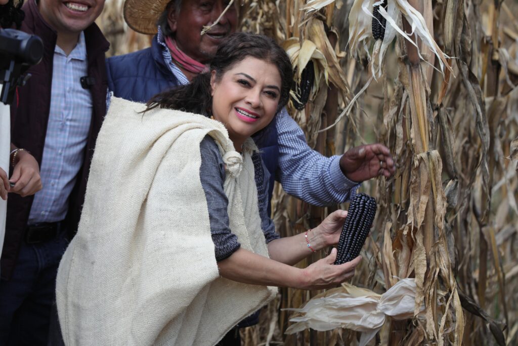 Impulsará la creación de tortillerías de maíz nativo, creará la Red Centli para la producción agroecológica y este año aumentará 15% la producción de está semilla originaria.