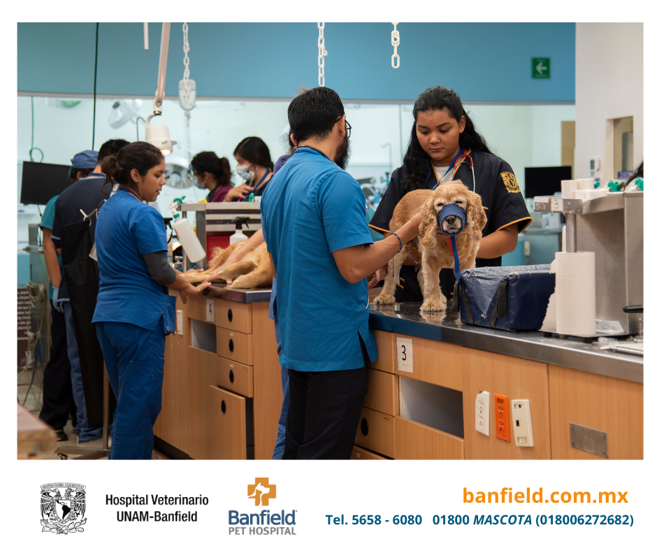 20 años de Compromiso con la Salud y Bienestar Animal, Innovando en la Medicina Preventiva.