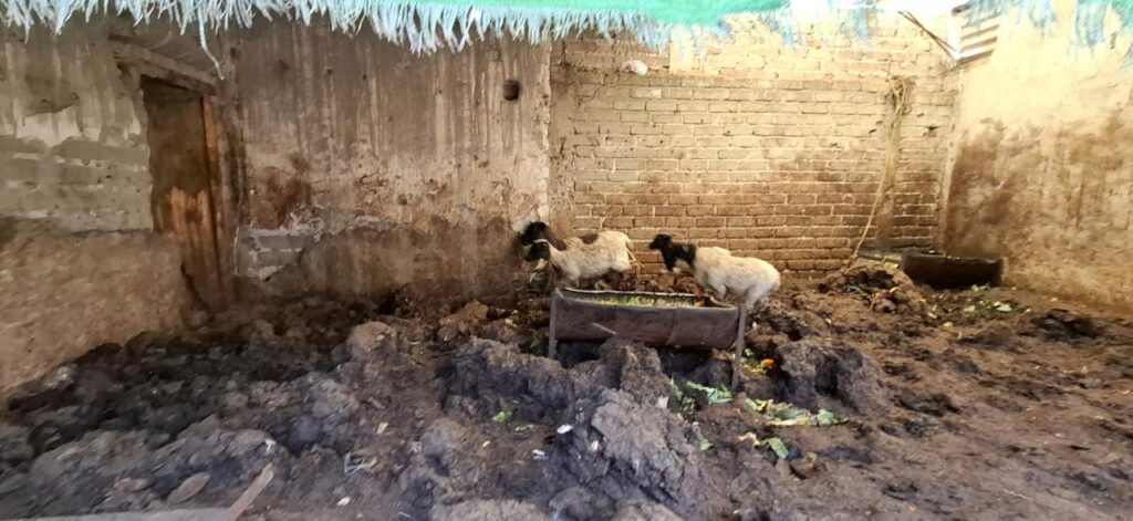 De un Predio del Centro de Tecámac fueron rescatados a 27 borregos y una yegua, que se encontraban condiciones insalubres y en el abandono.