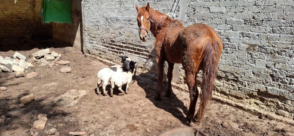 Los animales se encontraban en condiciones deplorables en un espacio improvisado.