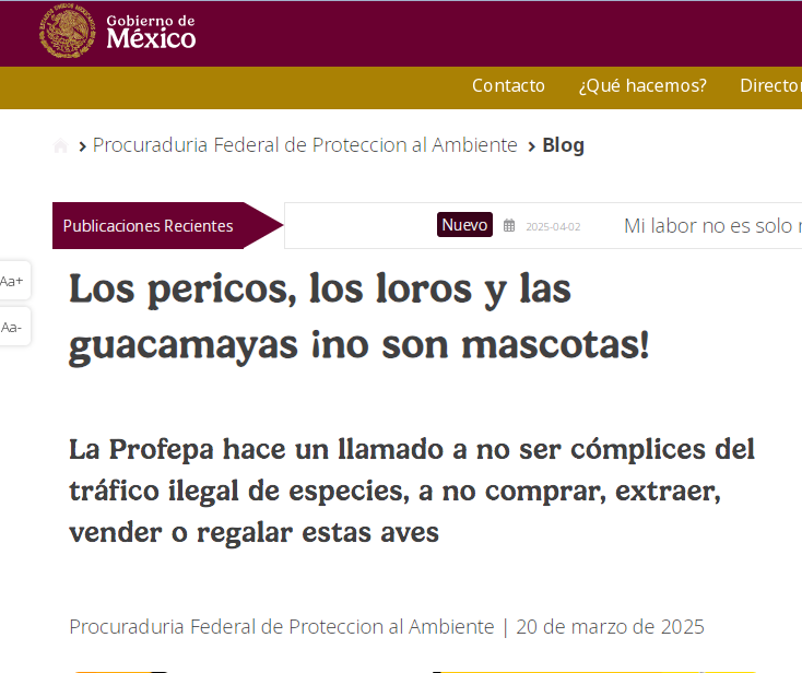 Se exige a la PROFEPA informar públicamente si Anatayel Montejano Arauz cuenta con los permisos correspondientes para la posesión del ave en cuestión, así como demostrar que su procedencia fue legal y en estricto cumplimiento de los protocolos que establece la Ley.