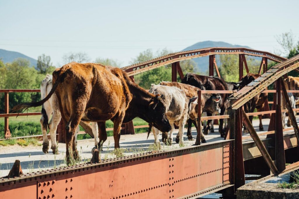 El tráfico ilegal de cabezas de ganado por la frontera sur de México no solo afecta al país y a los productores ganaderos sino también a la Hacienda Pública. 