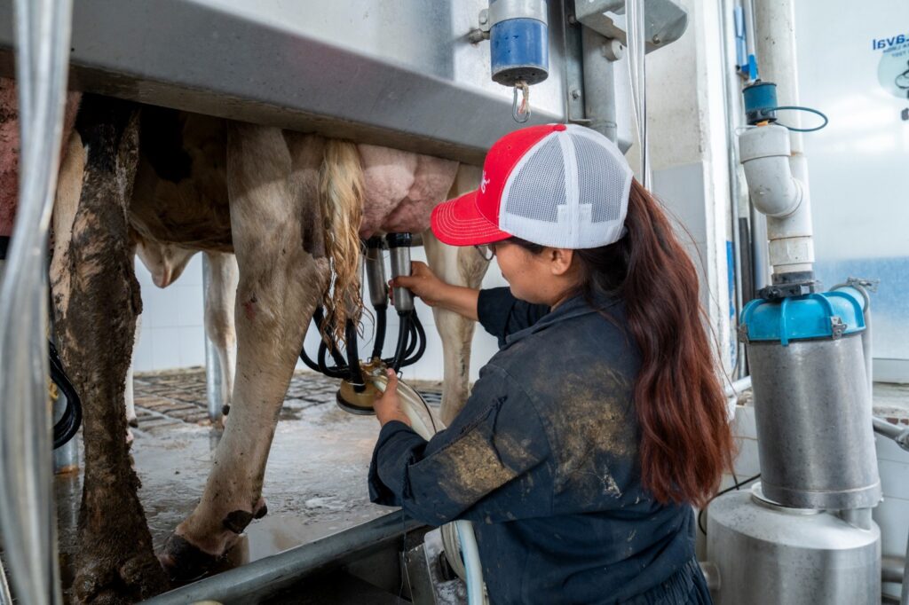 “Chapingo te alimenta en casa”: Departamento de Zootecnia lleva leche pasteurizada y fresca, a las comunidades cercanas.