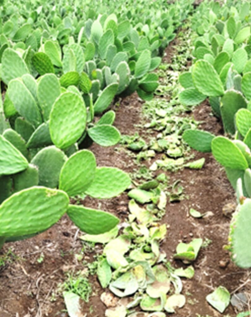 Investigan en UNAM la manera más rápida para obtener biogás a partir de residuos de nopal.
