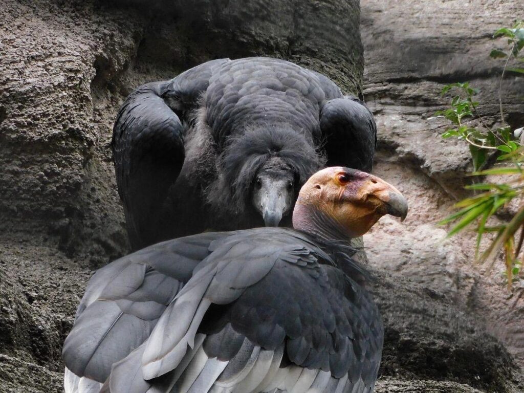 Las dos crías de cóndor de California nacidas en Chapultepec serán trasladadas a Baja California como parte del programa de reintroducción a su hábitat natural.