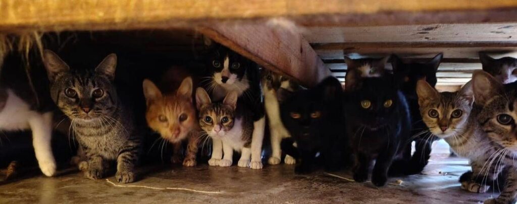 Atienden trabajadores del municipio queja vecinal por acumulación de basura en el inmueble donde se encontraban los felinos.