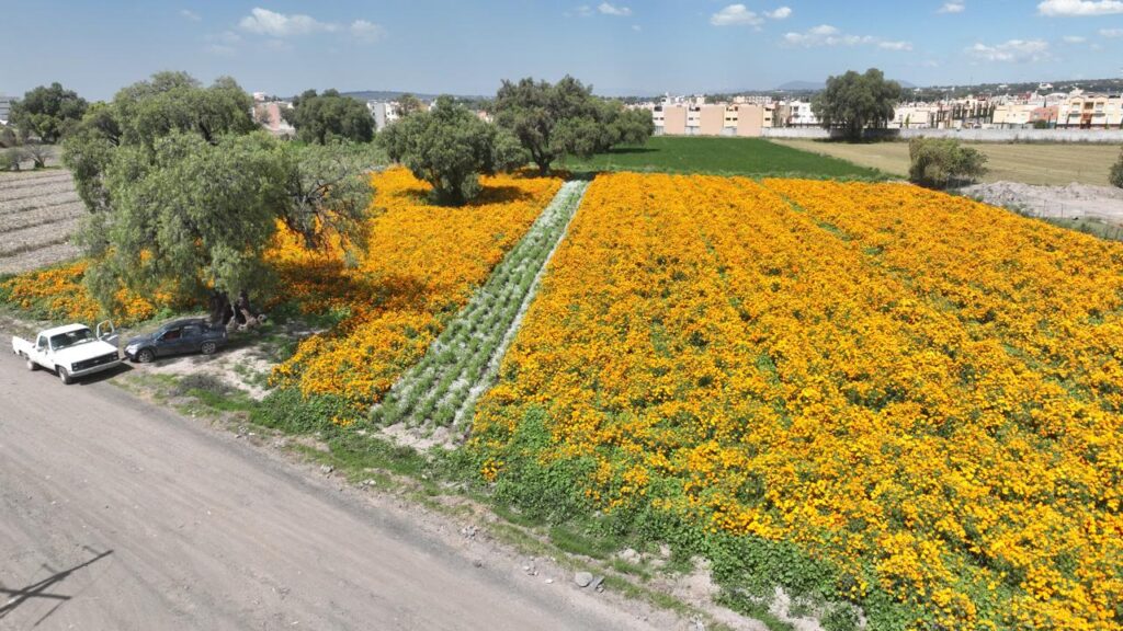 Campos de cempasúchil tiñen de naranja a Tecámac para el Día de Muertos.