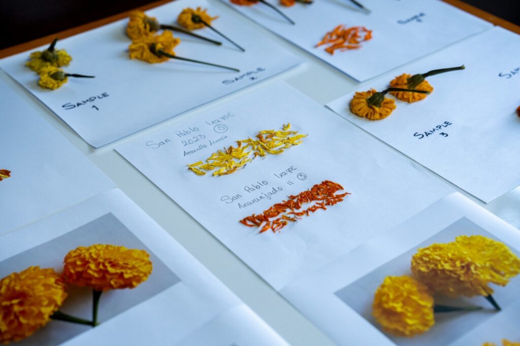 Chapingo celebra la importancia biocultural de la flor de cempasúchil.