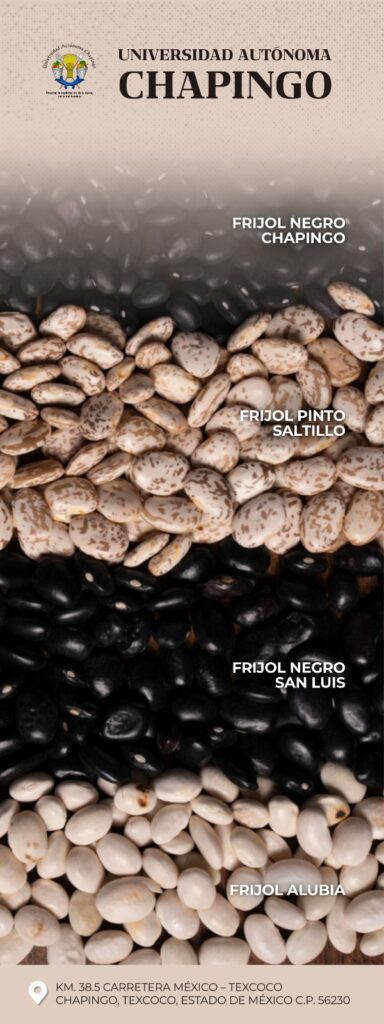 Especialistas ponderan la urgencia de fomentar el uso de variedades mejoradas y certificadas para aumentar la competitividad y sostenibilidad de este cultivo básico.