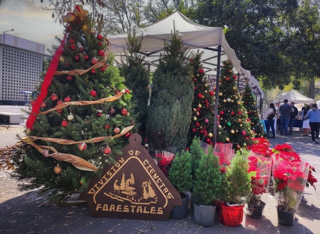 La expoventa tendrá lugar del 24 de noviembre al 13 de diciembre, en las instalaciones de la División de Ciencias Forestales (DICIFO), en un horario de 10:00 a 17:00 horas.