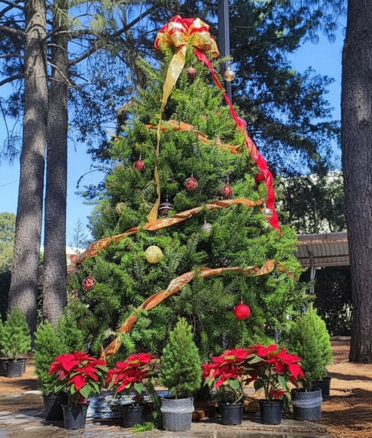 Habrá árboles en presentación de corte y en maceta. Los precios para esta temporada se mantendrán accesibles y competitivos: entre $1,300 y $1,600 pesos para árboles cortados